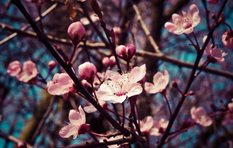 Bild zeigt einen blühenden Kirschbaum